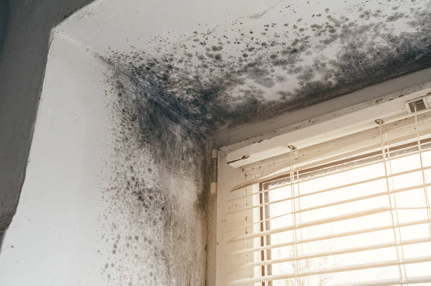 Affordable Mold Cleanup solutions in Cross Fork, PA